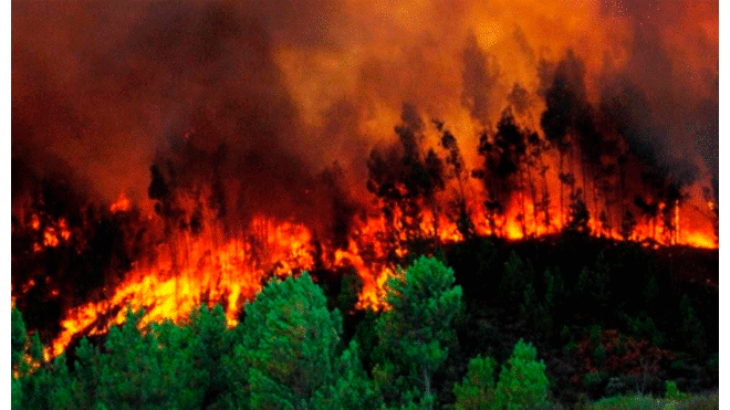 Incendio Forestal: ¿Cómo se producen y cuáles son las consecuencias? [FOTOS]