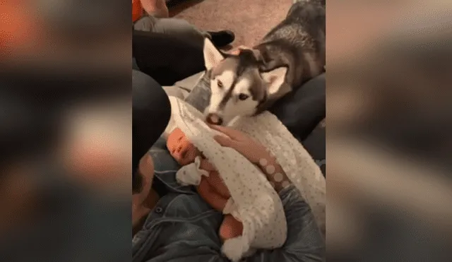 Desliza hacia la izquierda para ver el tierno momento de un perro y un bebé. Imágenes del viral de Facebook.