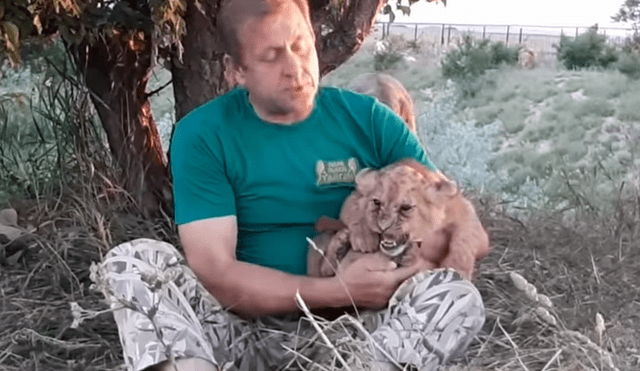 Un arriesgado hombre ingresó a recinto de leones para alimentar a león bebé.