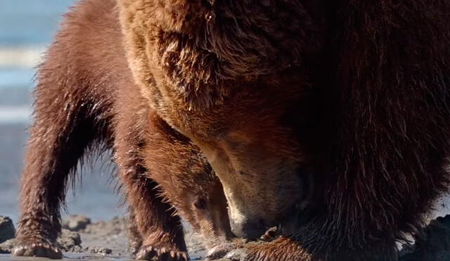 YouTube: Un pequeño oso quiso comer una almeja, pero todo salió mal [VIDEO]