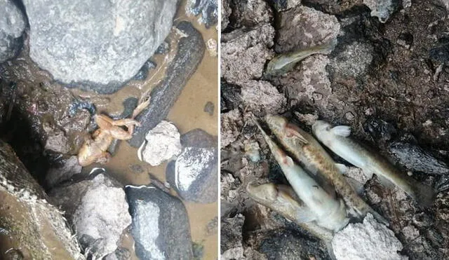 Peces y ranas muertos fueron hallados en el río Paratía. Foto: El portal santalucino