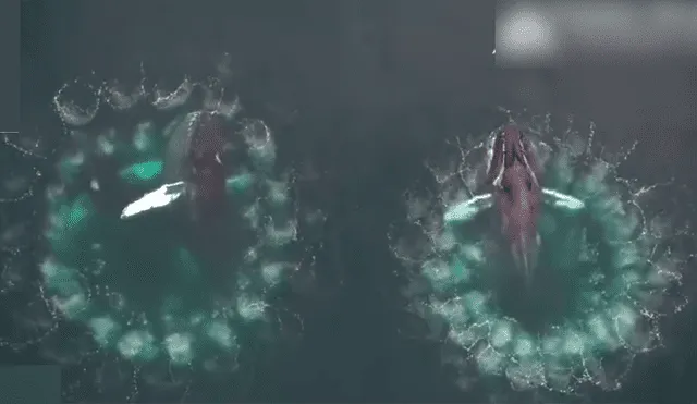 Video es viral en YouTube. Biólogos marinos usaron drones aéreos para registrar la singular técnica que usan algunas ballenas jorobadas para capturar a su presa
