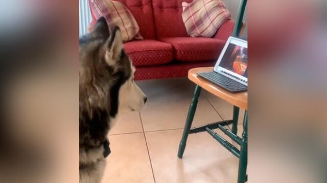 Desliza las imágenes para ver el dramático reencuentro que tuvieron estos dos perros por videollamada. Foto: ABC Noticias