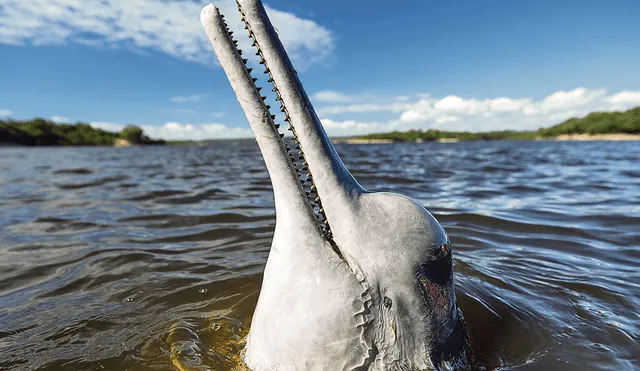 Delfines de río y manatíes ya cuentan con plan de conservación