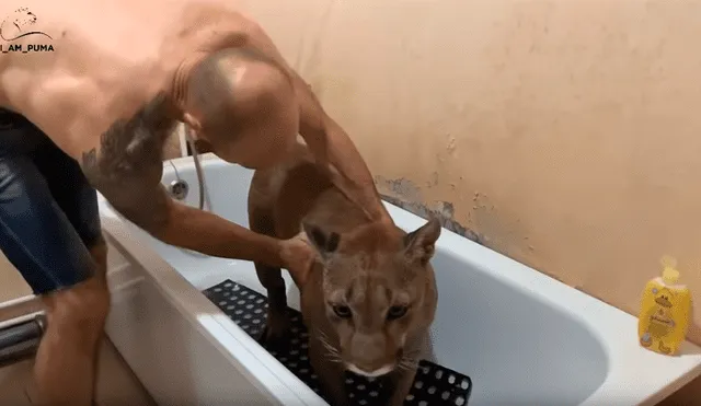 Un domador grabó en un video viral de YouTube el refrescante bañó que le realizó a un enorme puma en la comodidad de su casa, sin sospechar la insólita reacción del felino.