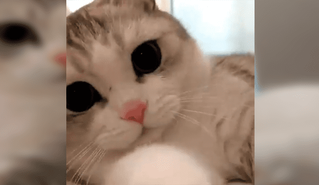 Facebook viral: Joven invade espacio personal de su gato y este reacciona de curiosa forma