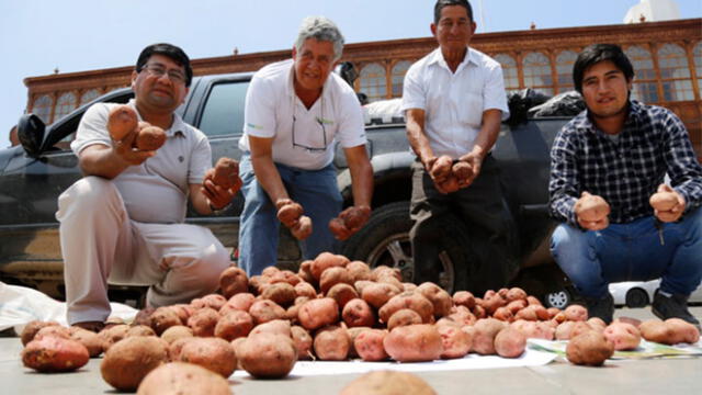 La Libertad: agricultores maximizan ganancias con la venta de papa canchán
