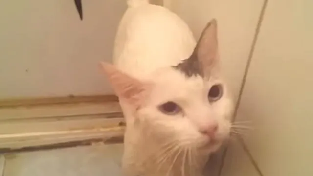 Facebook: ¿Gato aprendió a decir "me ahogo" mientras lo bañaban? Video impacta al mundo