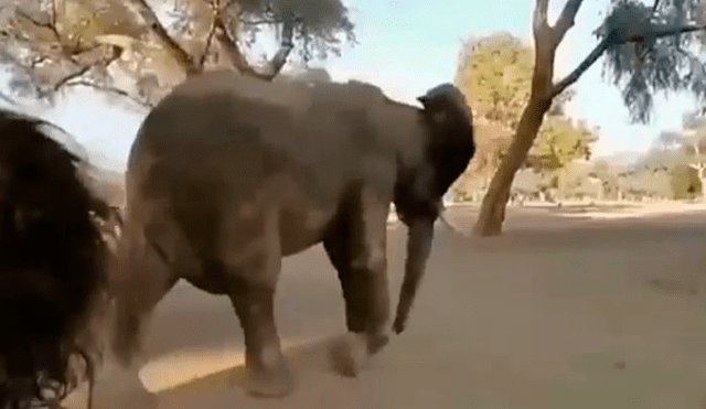 Un video viral de Facebook registró el momento en que una turista se topó ‘cara a cara’ con un elefante, sin imaginar que el paquidermo tendría una insólita reacción al verla.