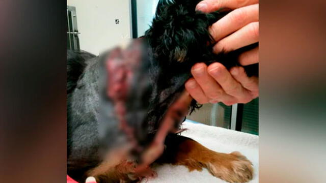 Luego de cuatro horas de cirugía, el perro pudo ser salvado, casi de milagro (Captura: The Sun)