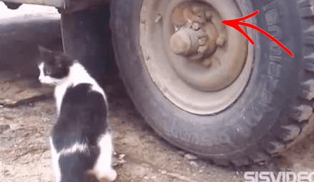 Vía Facebook: gato intenta devorar a rata ninja, pero este encuentra el escondite perfecto [VIDEO]