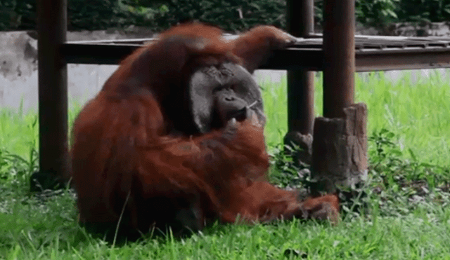 YouTube: Indignación por video que muestra a orangután fumando en un zoológico [VIDEO]
