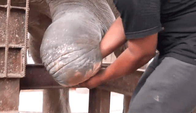 Desliza la imagen de YouTube para ver conmovedor momento en que un elefante recibió una prótesis tras haber perdido una pata en la trampa de un cazador. (Foto: Captura)