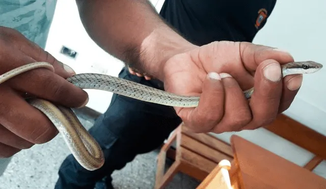 Las serpientes rescatadas no son venenosas y se les puede encontrar en los bosques secos del norte del Perú.
