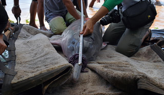 Delfines de río en Perú serán monitoreados vía satélite [VIDEO]