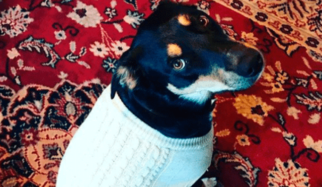 En Instagram, la ingeniosa idea de un perro para que su dueña no vaya a trabajar [FOTO]