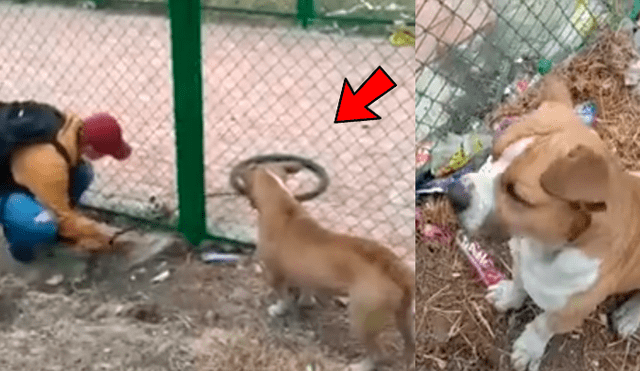 Facebook viral: perro ladra desesperadamente para que jóvenes lo ayuden a recuperar su 'juguete' [VIDEO]