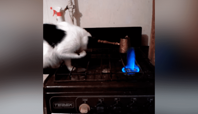 Un tierno gato se volvió viral en Facebook al reaccionar inesperadamente luego de quemar su propia pata en el fuego de una cocina.