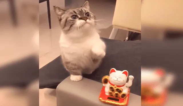 Facebook viral: pequeño felino se comporta como el 'gato chino de la suerte' y te cautivará [VIDEO] 