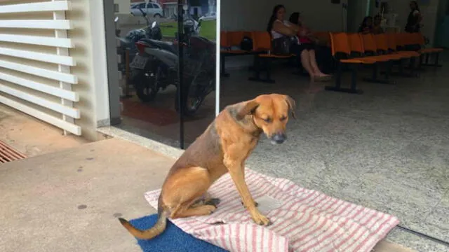 Facebook: perro esperó cuatro meses a su dueño en la puerta de un hospital [FOTOS]