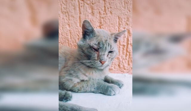 Desliza las imágenes para apreciar el tierno gesto de una familia al adoptar a un gato callejero que visitaba su casa. Foto: Captura de Facebook