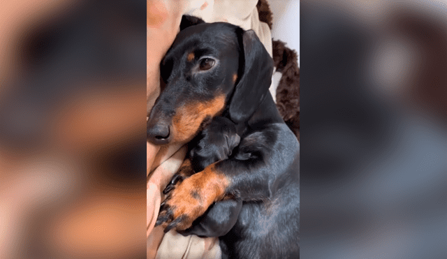 Desliza las imágenes para apreciar la amorosa acción de una perrita para presentar a su cría con su dueña. Foto: Captura.