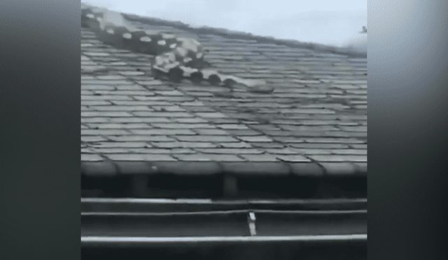 Facebook viral: gran terror generó una extraña criatura que se deslizó por el techo de una casa [VIDEO] 