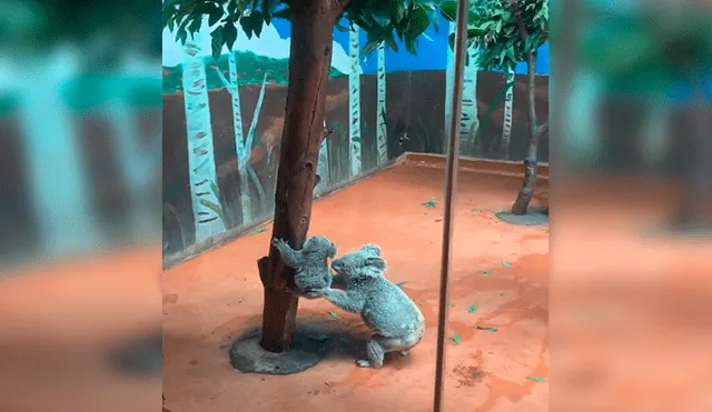 YouTube viral: mamá koala ayuda a su cría y lo envuelve en un amoroso abrazo [VIDEO] 
