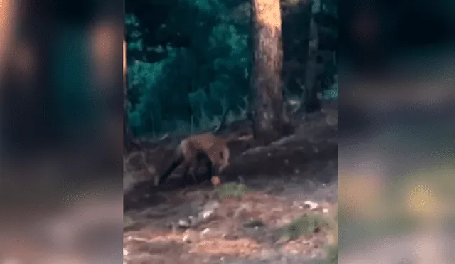 YouTube viral: mujer se topa con zorro salvaje, le lanza una pelota y este tiene insólita reacción