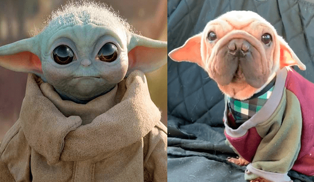 YouTube viral: perro bebé cautiva a fans de Star Wars por su gran parecido con el ‘Baby Yoda’. Foto: morkskywalker