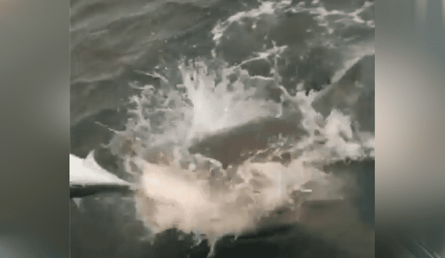 Un video viral en Facebook muestra a la peligrosa criatura que emergió del mar para capturar a pez.
