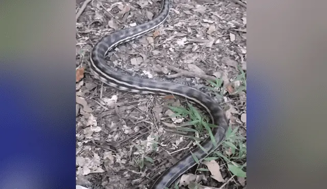 Un video viral muestra el momento en el que un hombre se encuentra cara a cara con dos enormes serpientes.