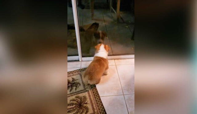 Desliza las imágenes para ver la curiosa escena que protagonizó este pequeño can al ver su reflejo por primera vez. captura de YouTube/ViralHog