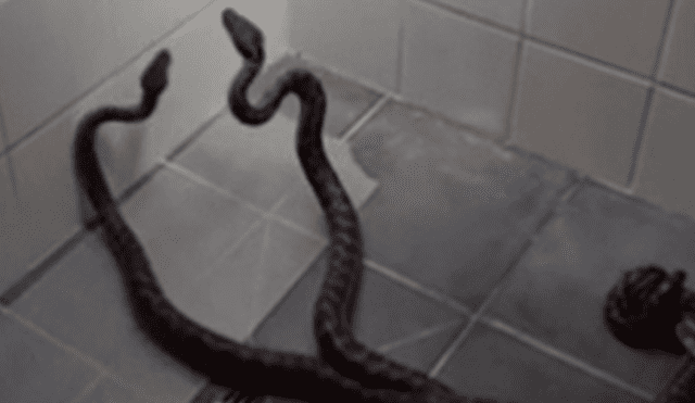YouTube: mujer se encontró a dos serpientes en su bañera, su reacción la ha vuelto famosa [VIDEO]