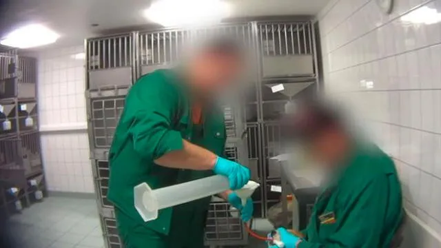 Video revela brutal maltrato contra monos y animales domésticos en laboratorio. Foto: Captura