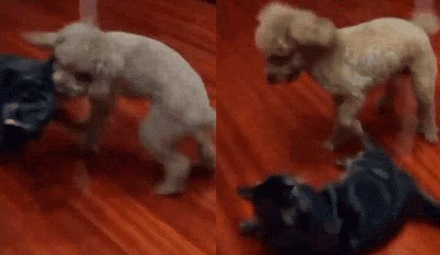 Facebook Viral: Durante épica batalla contra gato, perro usó una llave de judo e impresiona al mundo [VIDEO] 