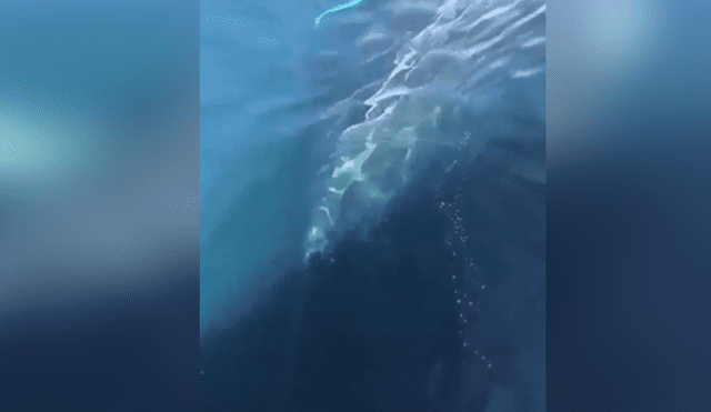 Turistas quedan en shock al escuchar el misterioso canto de enorme ballena que emergió del mar.