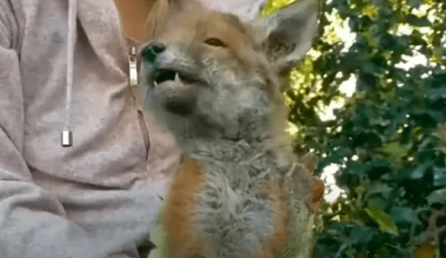 Desliza las imágenes para apreciar al indefenso animal que se escondió en el jardín de una casa al separarse de su madre. Foto: Caters Clips.