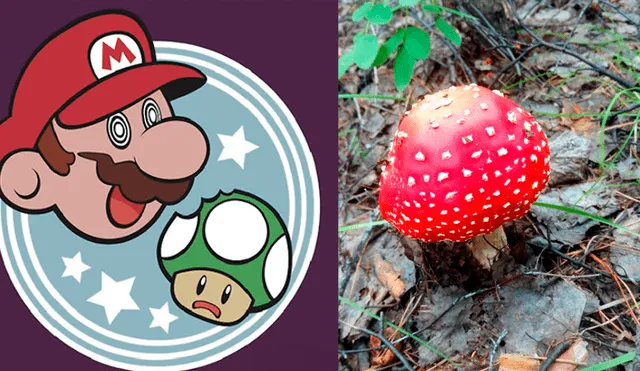 Fans se burlan y teorizan sobre si Super Mario Bros ve todo así como efecto del hongo amanita muscaria.