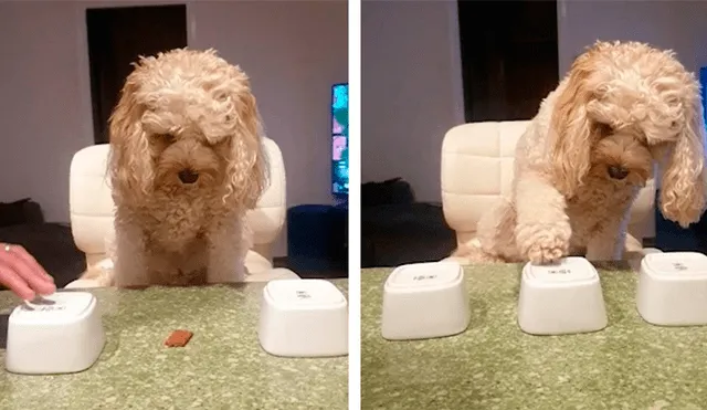 Desliza las imágenes para apreciar la destreza de un perro al adivinar donde se escondía su comida. Foto: Caters Clips.