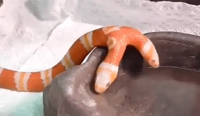 Twitter: serpiente de dos cabezas es lo más raro que verás en redes sociales [VIDEO]