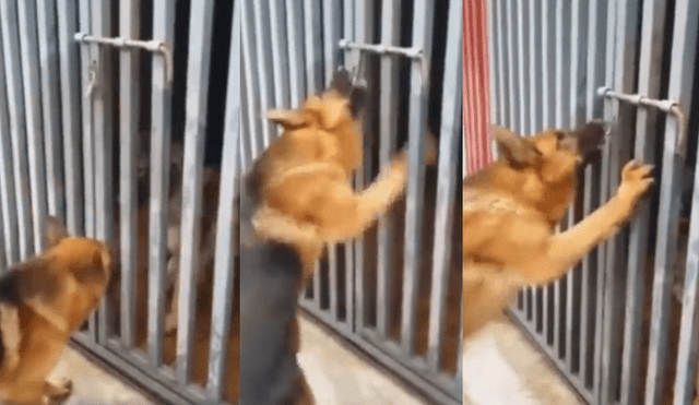 Facebook Viral: Parece que perro quiere liberar a su amiga, pero la verdad era distinta [VIDEO]