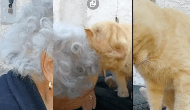 Amiga de la anciana compartió una imagen del tierno reencuentro entre la anciana y su mascota, luego de que esta desapareciera por casi cuatro años.