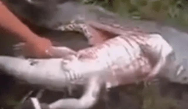 YouTube viral: cercenan el cuerpo de serpiente y encuentran increíble criatura dentro [VIDEO]