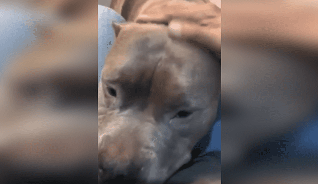 Desliza las imágenes para saber más sobre la conmovedora reacción de este perro bulldog. (Foto: captura)