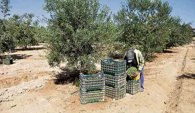 Recomiendan reemplazar cultivos de olivo en Tacna debido a cambio climático
