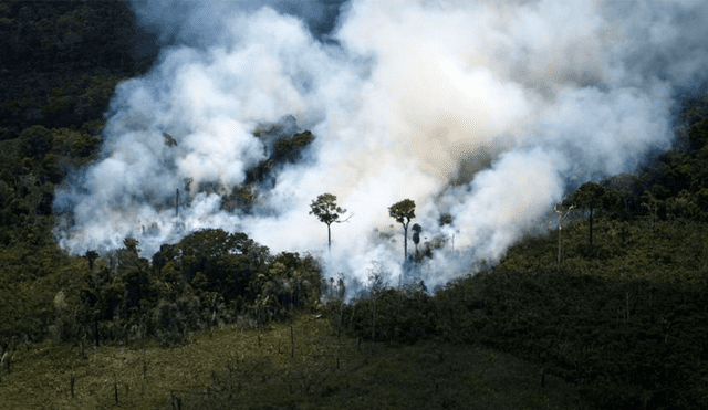 Amazonas en riesgo: satélites captan la magnitud del incendio en los bosques brasileños [FOTOS]