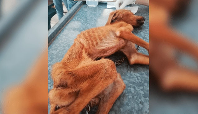 Facebook viral: encuentra perro moribundo en la calle, lo adopta y luego de algunos meses luce así