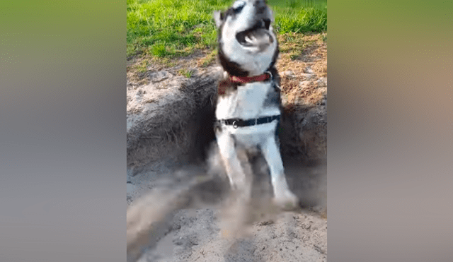 Video viral de Facebook muestra el preciso instante en que un hombre encuentra un misterioso hoyo, se acerca y descubre un animal peludo.