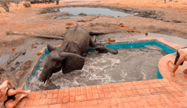 El elefante atacó en varias ocasiones a los valientes hombres que intentaron empujar al pequeño para que salga de la pileta. Foto: captura.